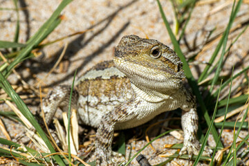 Jacky Dragon