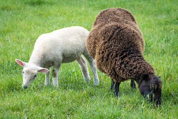 mother sheep and her lambs in lush green grassy field