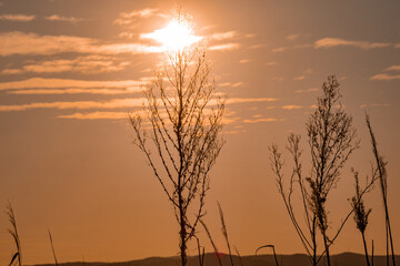 Obraz premium Trees under the sunset