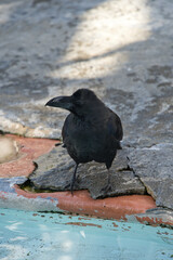 円山動物園で撮影したカラス