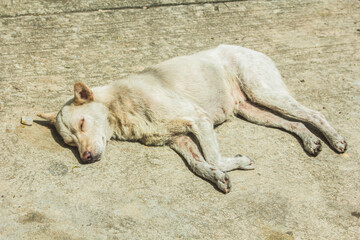 thai white stray dog sleep on floor