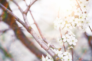 Spring flowering at sunset. White flower on the tree. Apple and cherry blossoms.