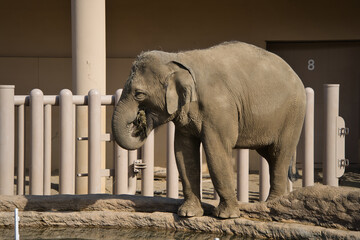 円山動物園で撮影したアジアゾウが鼻を丸めている様子