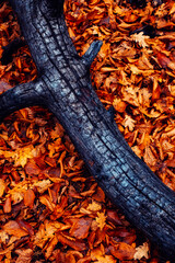 Closeup of burnt tree, leaves and bark on forest floor after bush fire