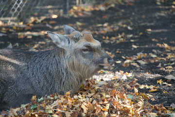 円山動物園で撮影した角がとれた牡鹿