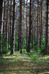 Obraz premium Fir branches with cones. Pinery. Trees in the forest. Glare of the sun.