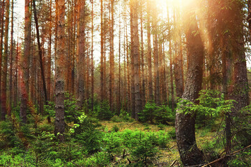 Pine forest. Trees in the forest. Fir branches with cones. Glare of the sun.