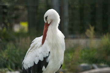 円山動物園で撮影したコウノトリ