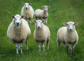 Fototapeta premium mother sheep and her lambs in lush green grassy field