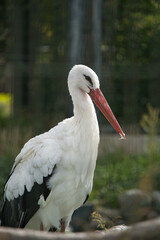 円山動物園で撮影したコウノトリ