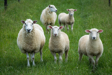 mother sheep and her lambs in lush green grassy field