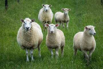 mother sheep and her lambs in lush green grassy field