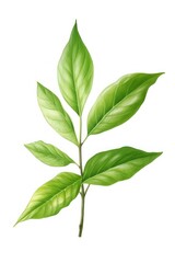 Fototapeta premium Green tea leaf plant herbs tree.