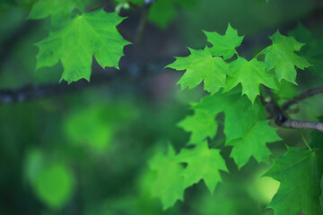 Spring nature background. Greenery of trees and grasses on a sunny spring morning. Forest landscape.