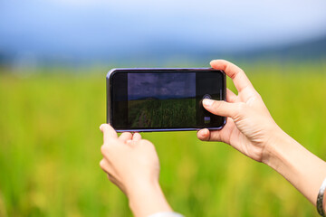close up  woman holding smart phone take picture yellow terraced rice fields, at ban pa bong piang....