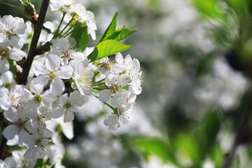 White flowers on a green bush. Spring cherry apple blossom. The white rose is blooming.