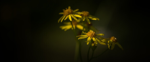 HERBS - Blooming Saint Johns wort with yellow flowers