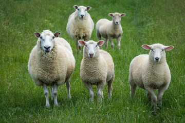 mother sheep and her lambs in lush green grassy field