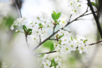 White flowers on a green bush. Spring cherry apple blossom. The white rose is blooming.