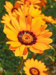 Orange Solar Fire flowers, close up. Ursinia Calenduliflora Anthemoides or Namaqua parachute daisy is an annual, herbaceous flowering plant of the family Asteraceae, chamomile tribe.
