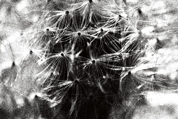 DENDELION - Light and airy seeds fluffy seeds