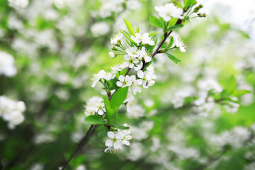 White flowers on a green bush. Spring cherry apple blossom. The white rose is blooming.