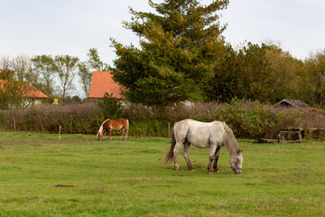 Obraz premium Horses grazing in the pasture.