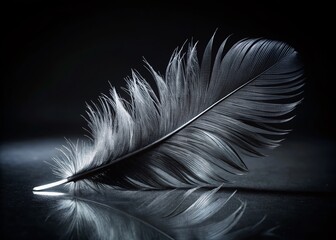 Elegant Black Feather on a Black Background: A Stunning Visual for Fashion Photography with a Touch of Mystery and Sophistication in the World of Style and Elegance