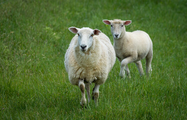 Obraz premium mother sheep and her lambs in lush green grassy field