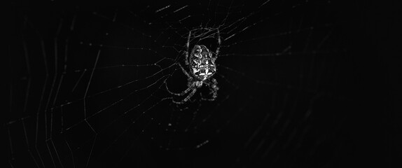 GARDEN SPIDER - A hunter on a cobweb waits for his prey