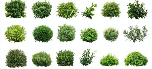 Collection of Lush Green Bushes and Plants