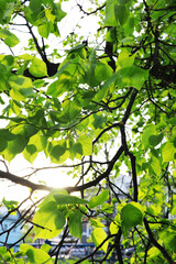 Spring nature background. Greenery of trees and grasses on a sunny spring morning. Forest landscape.