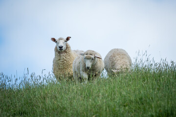 Naklejka premium mother sheep and her lambs in lush green grassy field