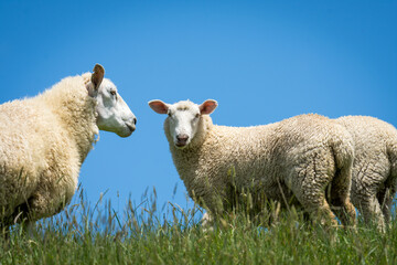 mother sheep and her lambs in lush green grassy field