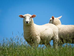 pair of lambs in lush green grassy field