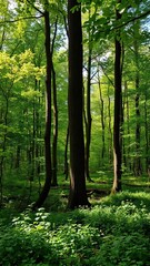 Obraz premium Lush green forest in the southern part of Bialowieza, Poland, showcasing diverse flora and fauna, peaceful, environment