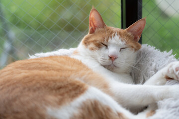 窓辺で眠る猫　茶トラ白