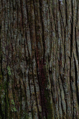 Obraz premium 苔の生えたスギの木の表面