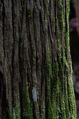 Obraz premium 苔の生えたスギの木の表面