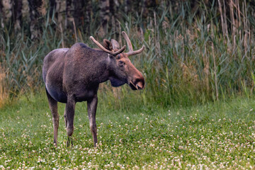 moose in the wild