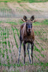 Naklejka premium moose in the field