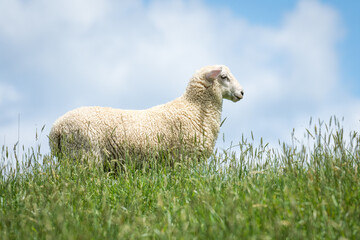 lamb in lush green grassy field