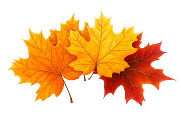 Fototapeta premium Autumn leaves isolated on white background, cut out png.