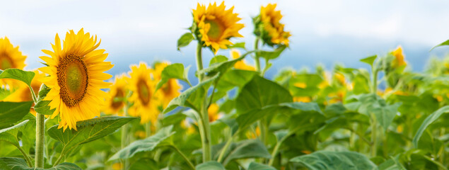Sunflowers blooming in the field. Selective focus.