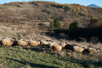 A picturesque view of a sheep herd roaming freely on a mountain with dry grass and rugged terrain.