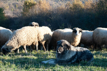 Mountain scene featuring a guardian dog protecting sheep in a rugged, golden field.
