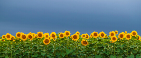 Sunflowers blooming in the field. Selective focus.