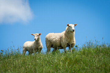mother sheep and her lambs in lush green grassy field