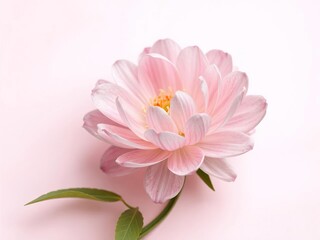 Obraz premium Pink and white flower with delicate petals blooming on a soft pink background, soft, flower, nature