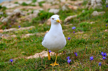 Möwe